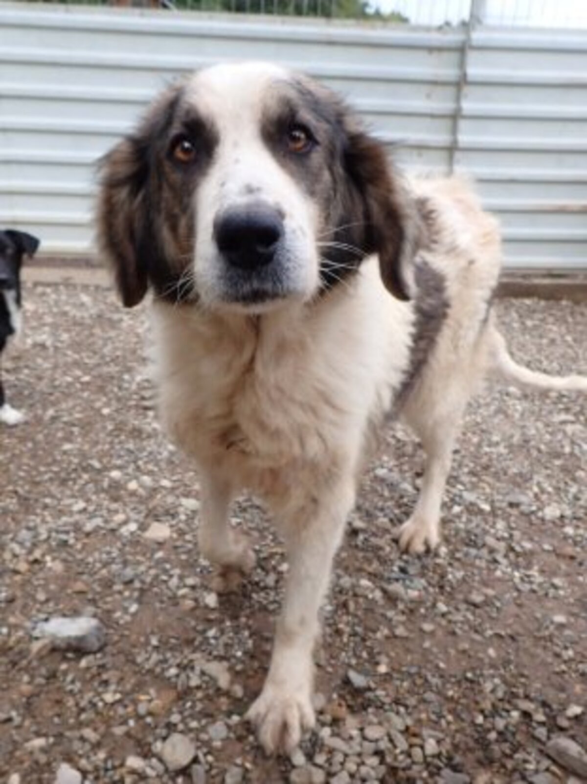 Adoption Baïkal
