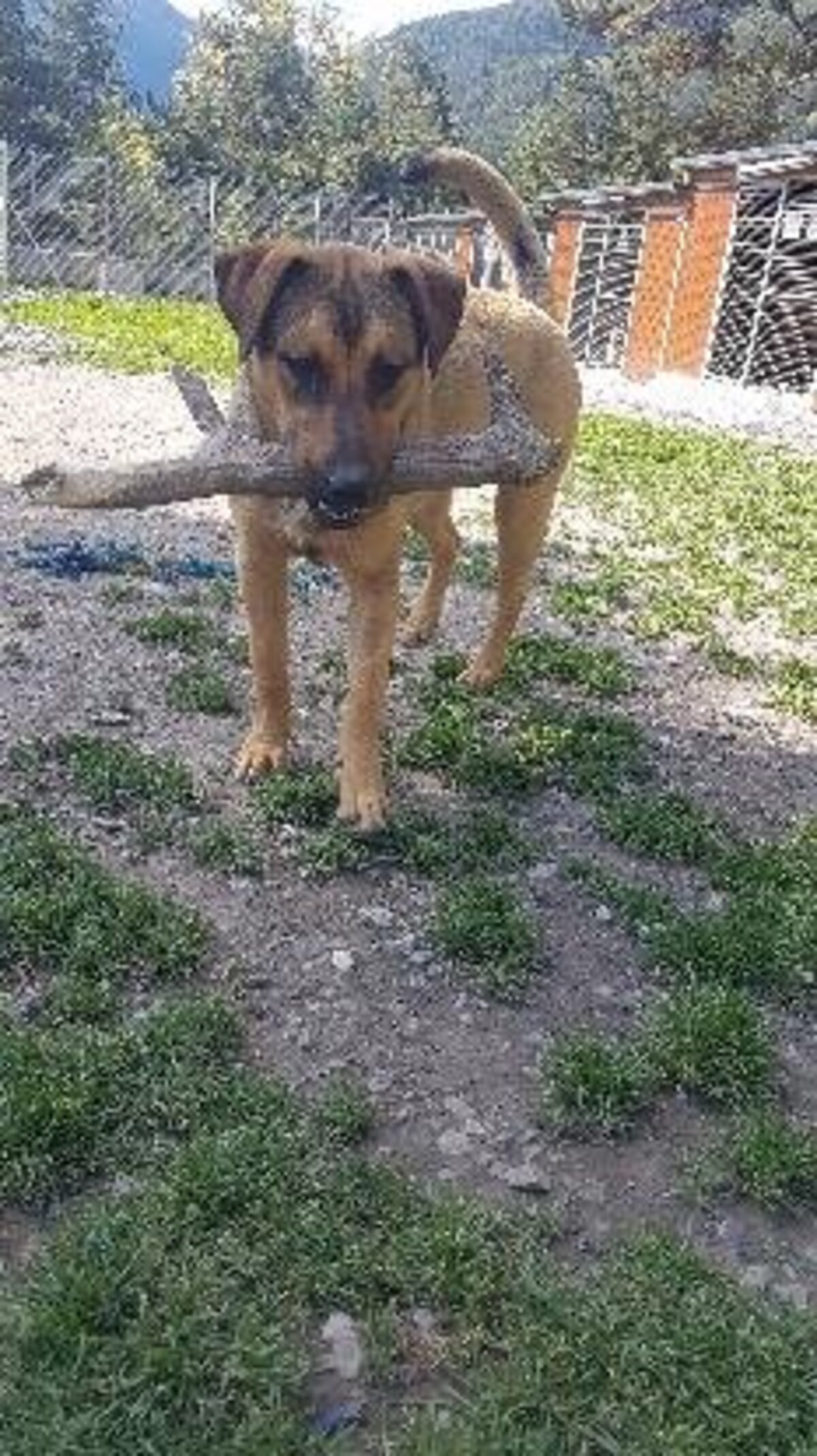 Adoption Baki