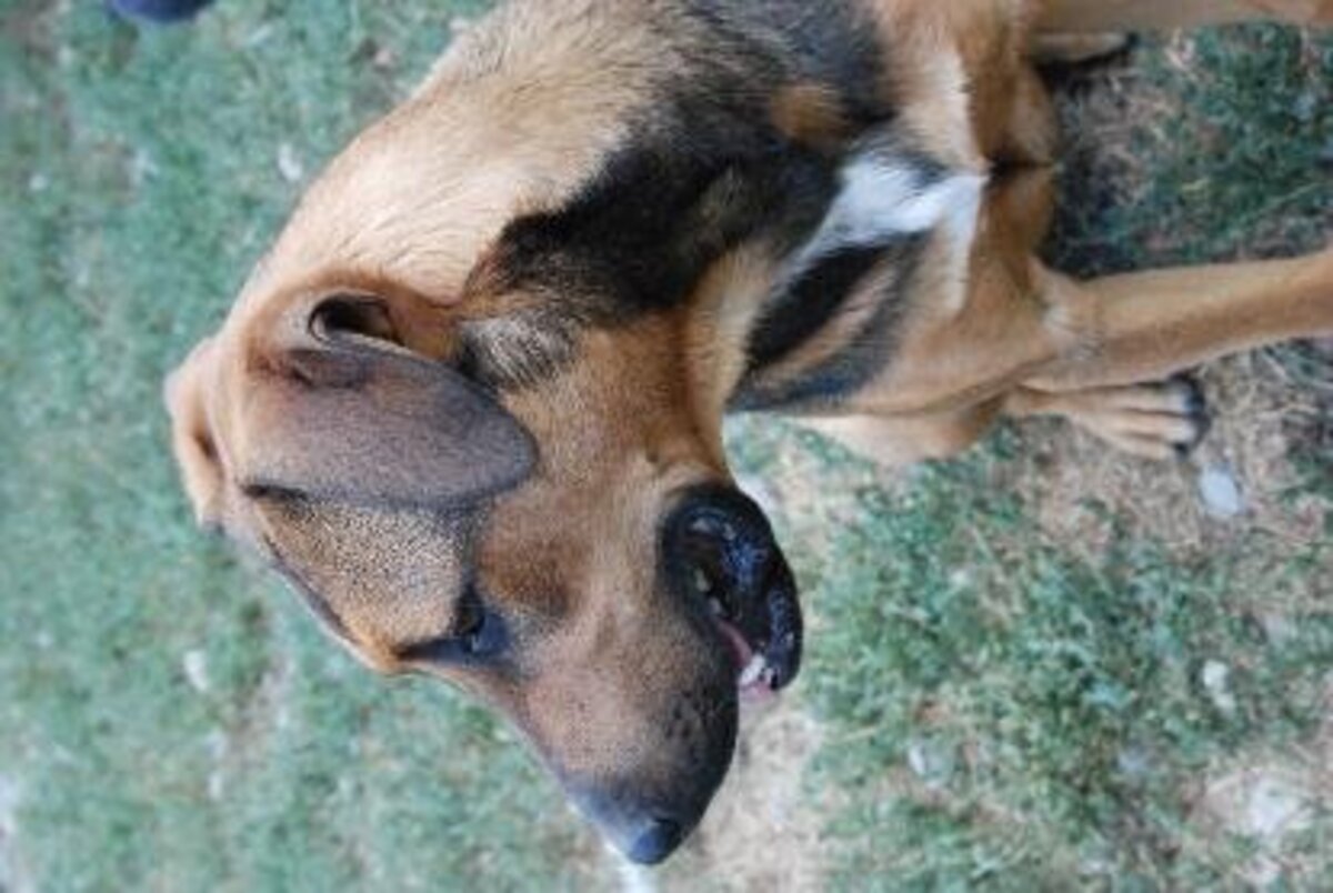 Adoption Baki