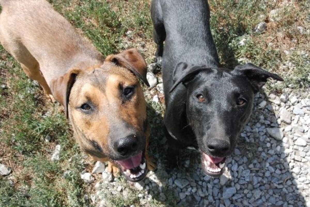 Adoption Baki