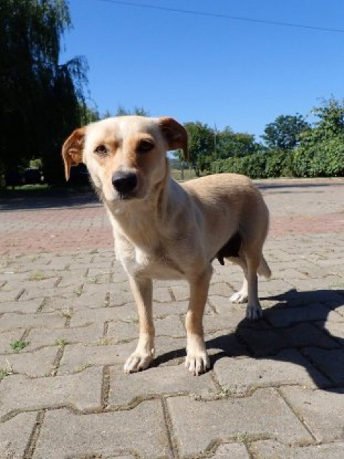 Adoption Baklava