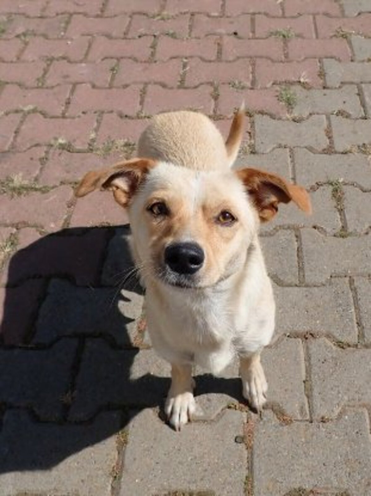 Adoption Baklava