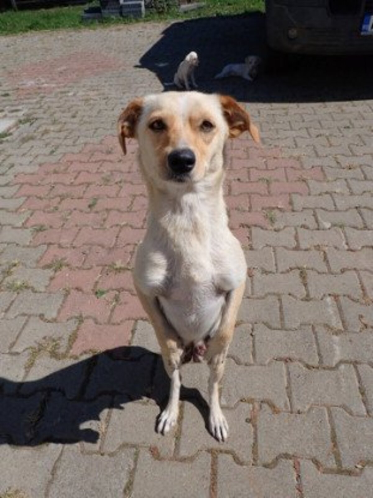 Adoption Baklava