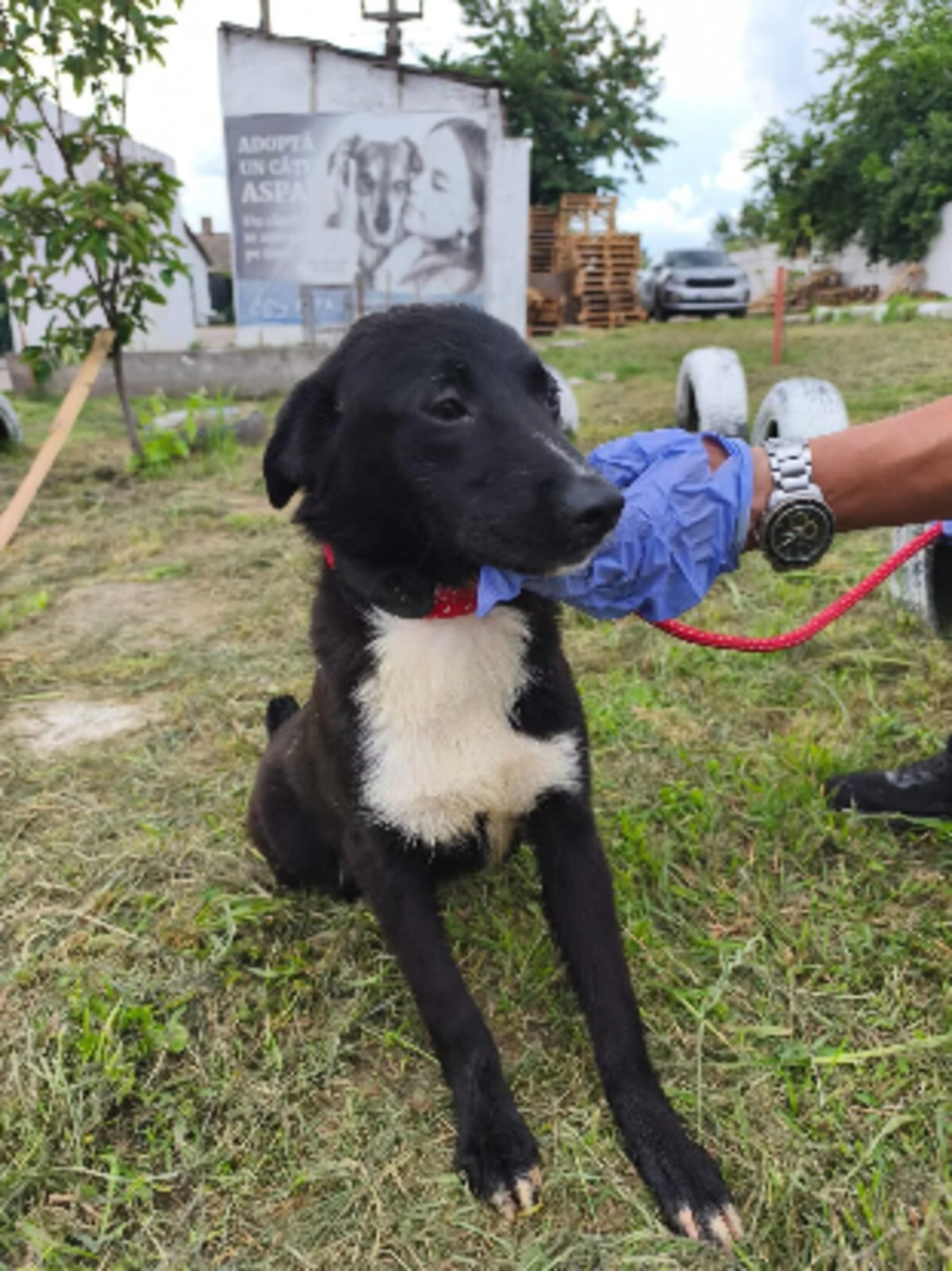 Adoption Bali