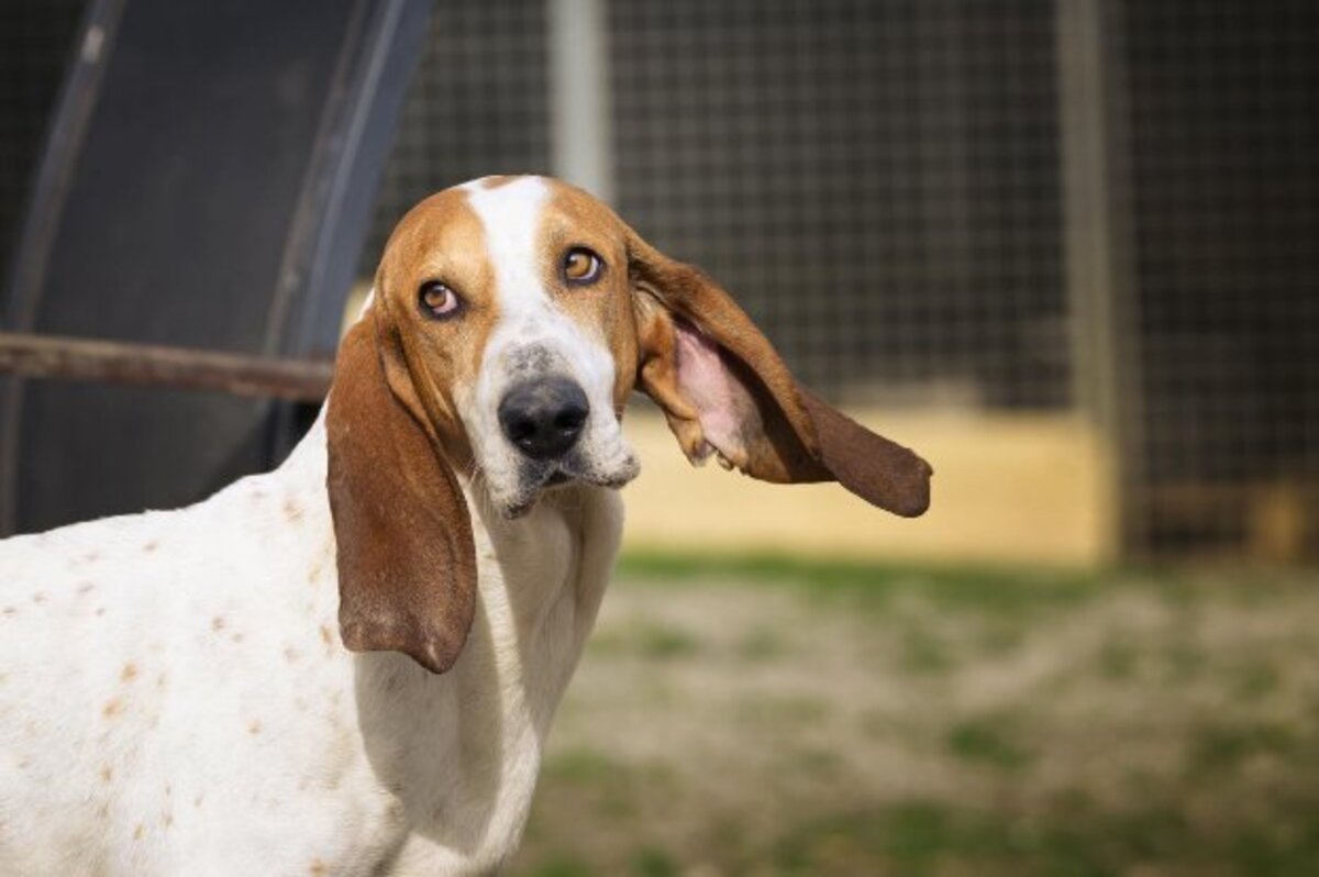 Adoption Balzac