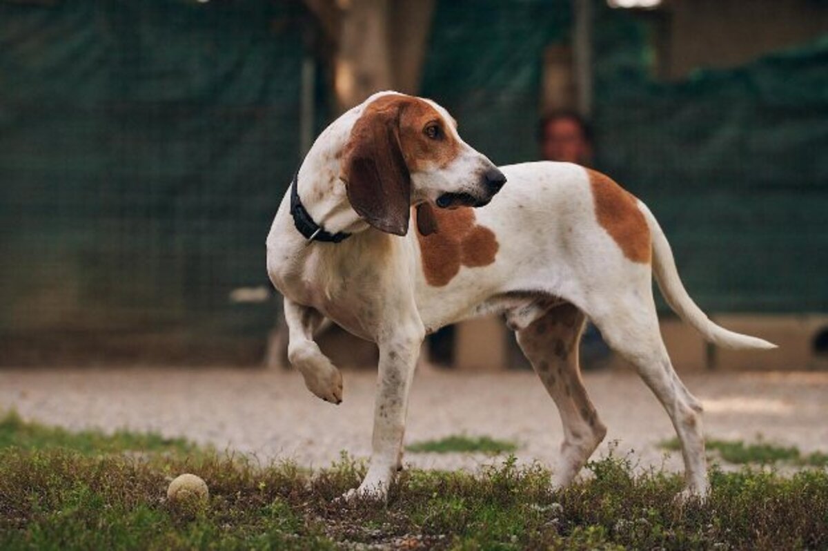 Adoption Balzac