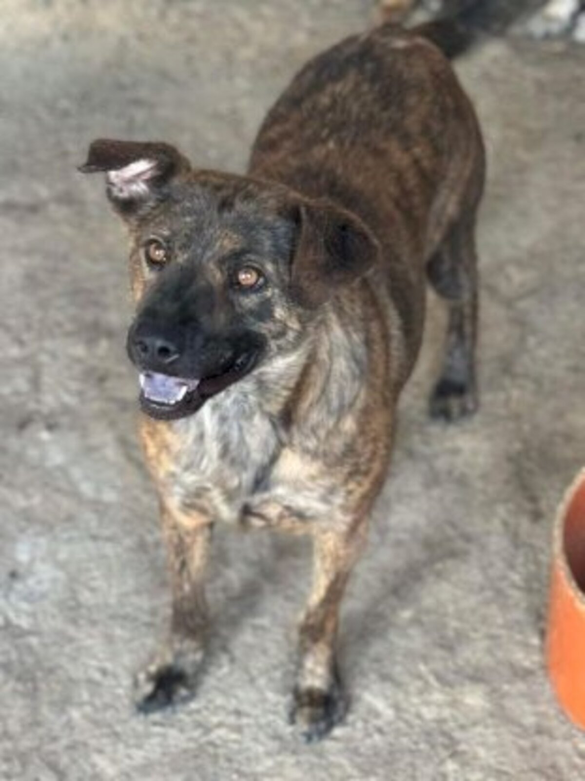 Adoption Bambino