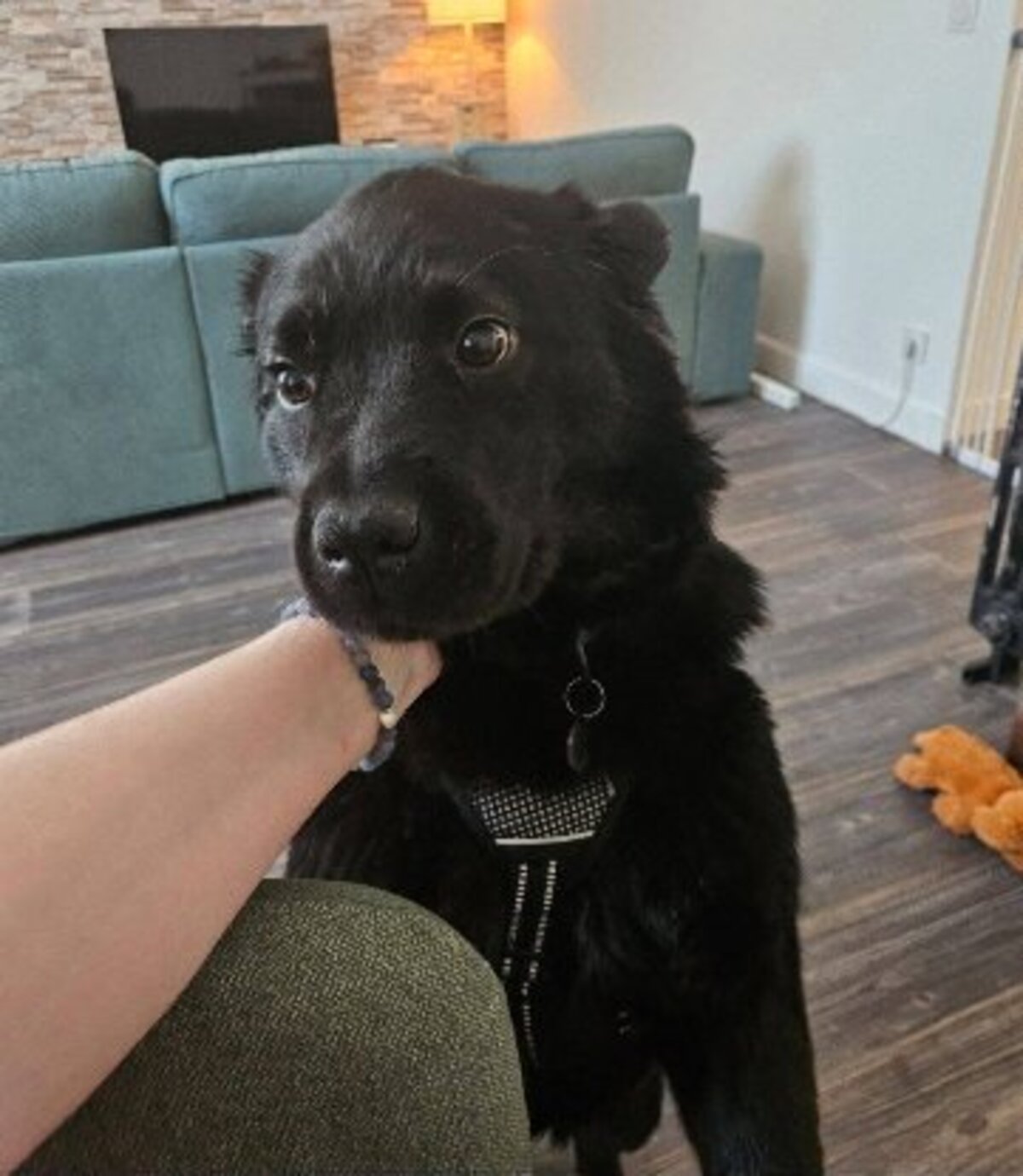 Adoption Bambou