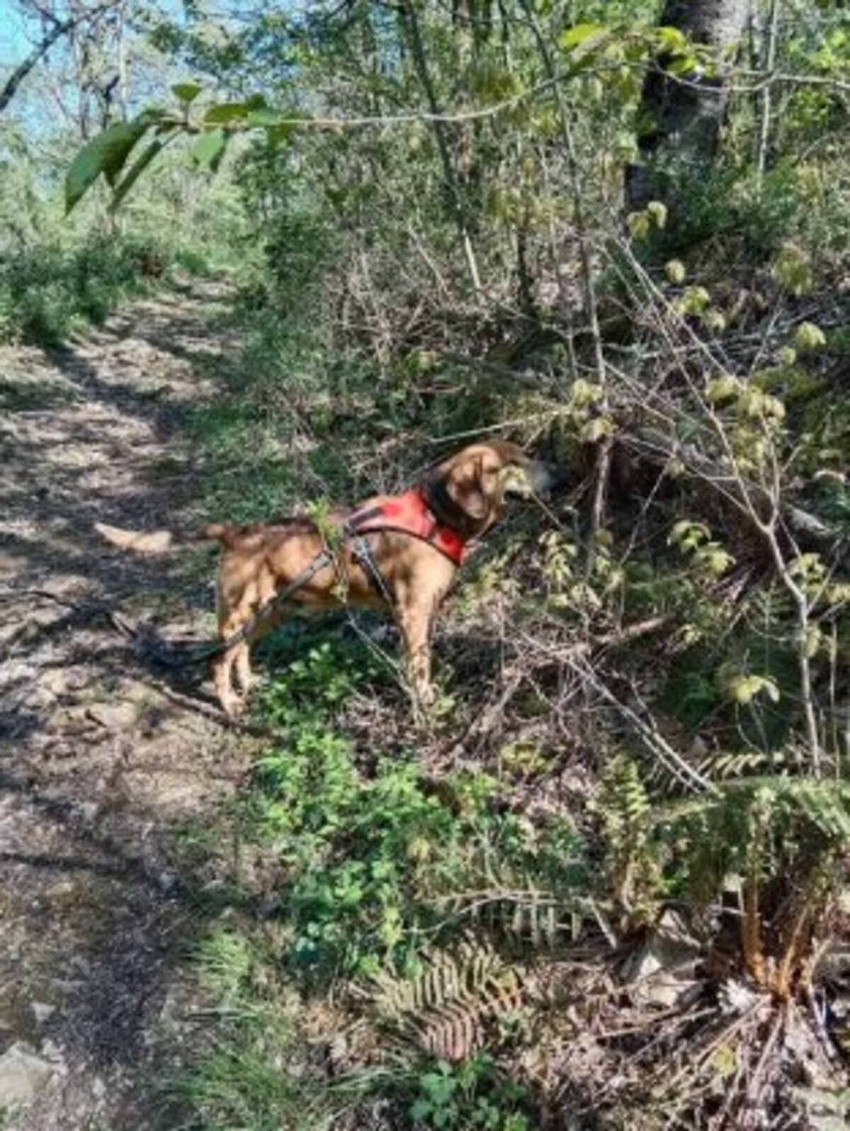 Adoption Bandi