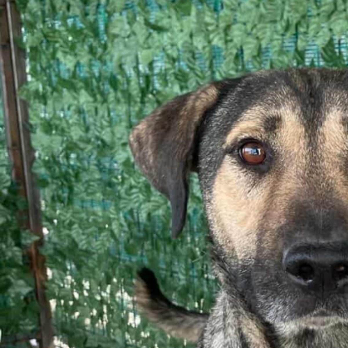 Adoption Bandit