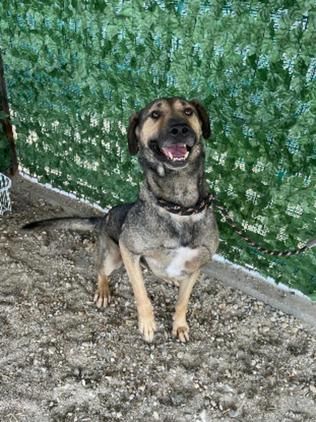 Adoption Bandit