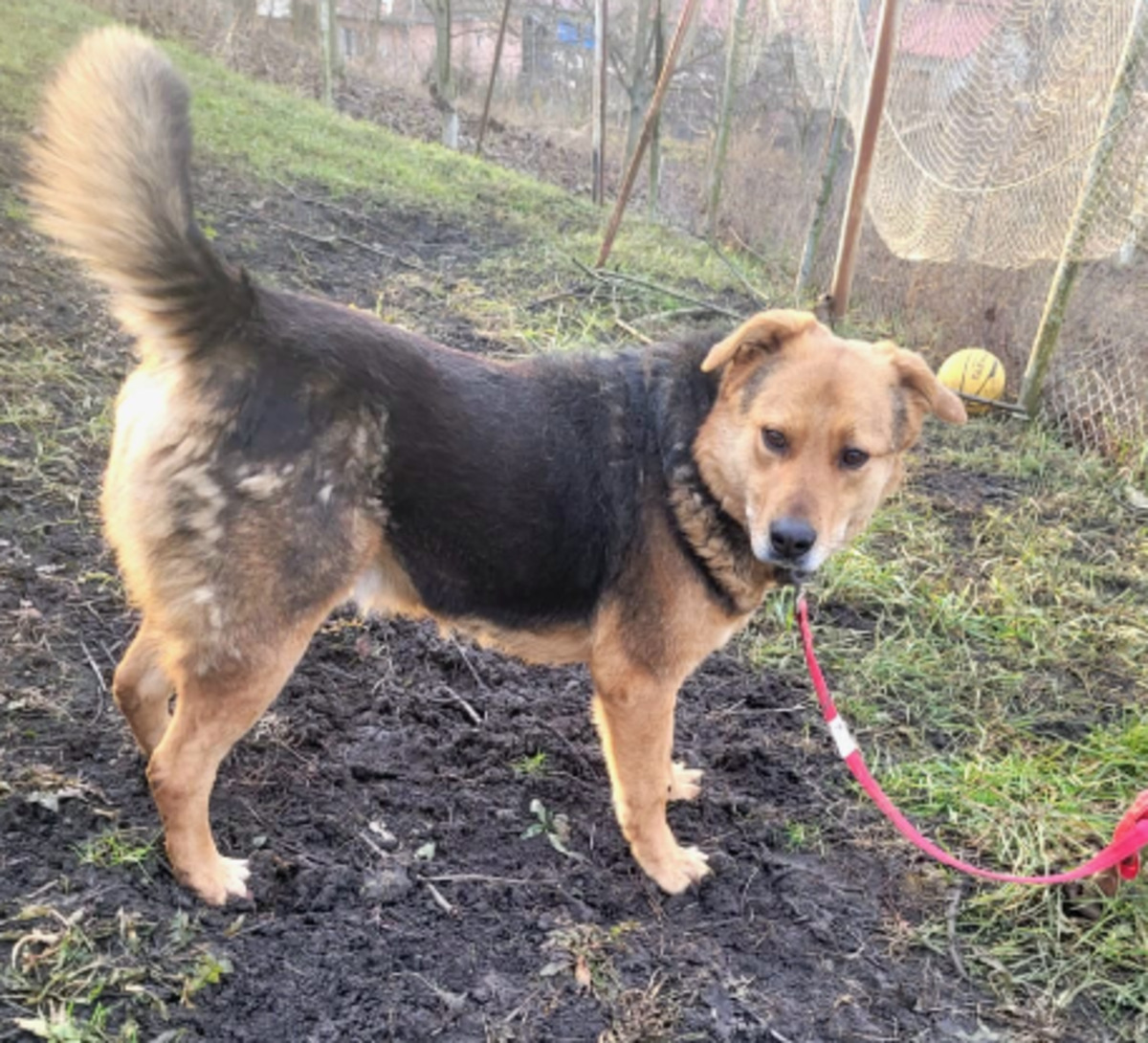 Adoption Bandy