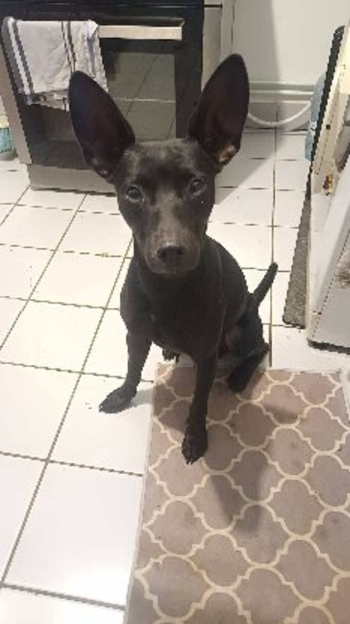Adoption Batman