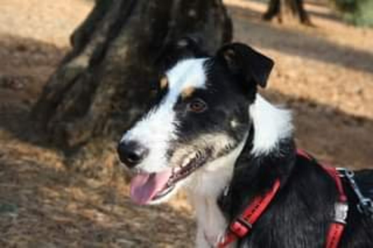 Adoption Bayeron