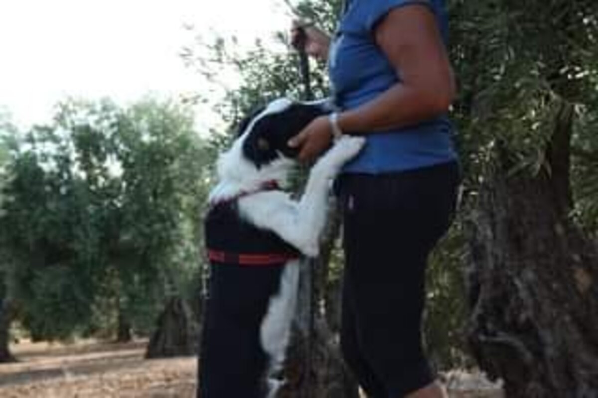 Adoption Bayeron