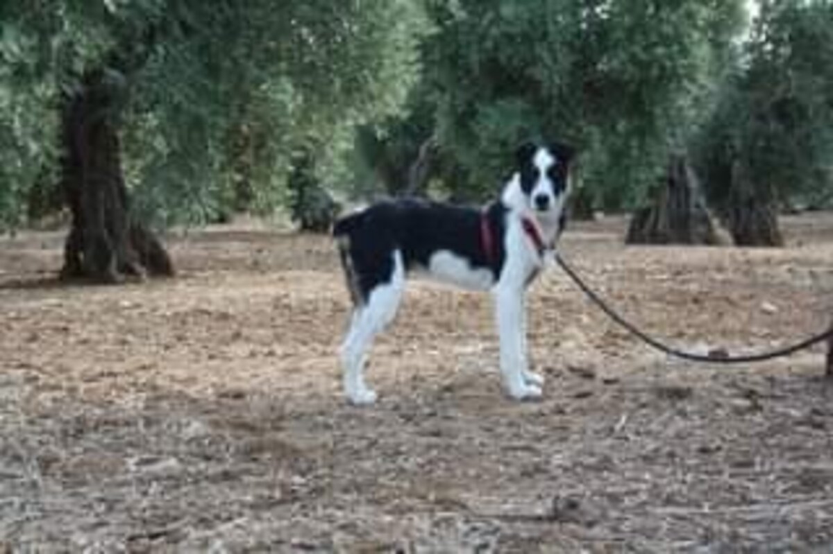 Adoption Bayeron