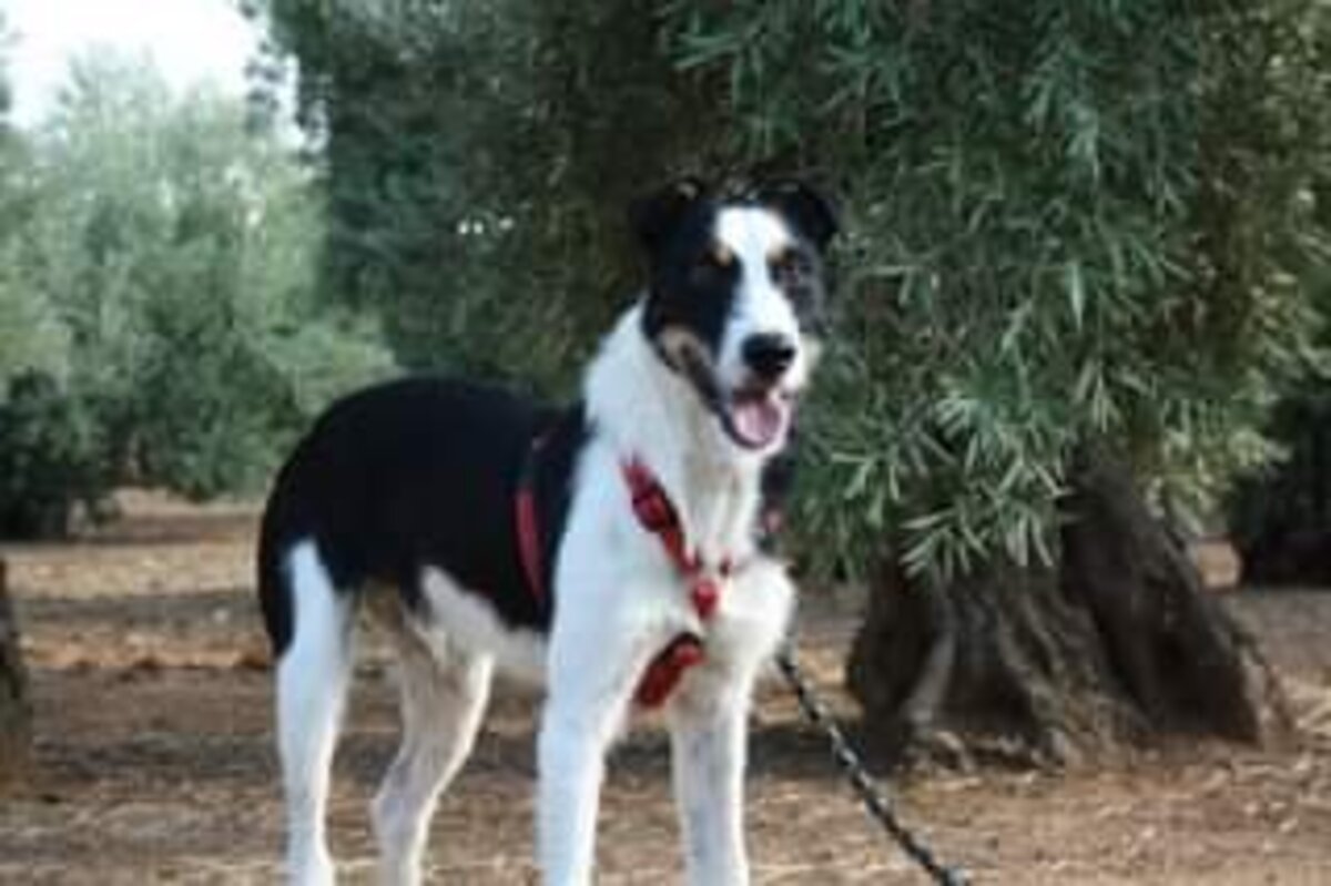 Adoption Bayeron