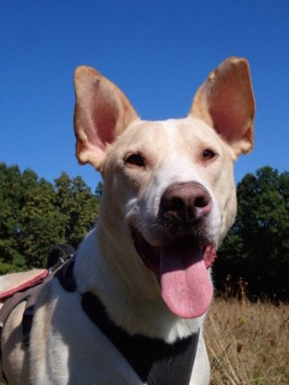 Adoption Baylan