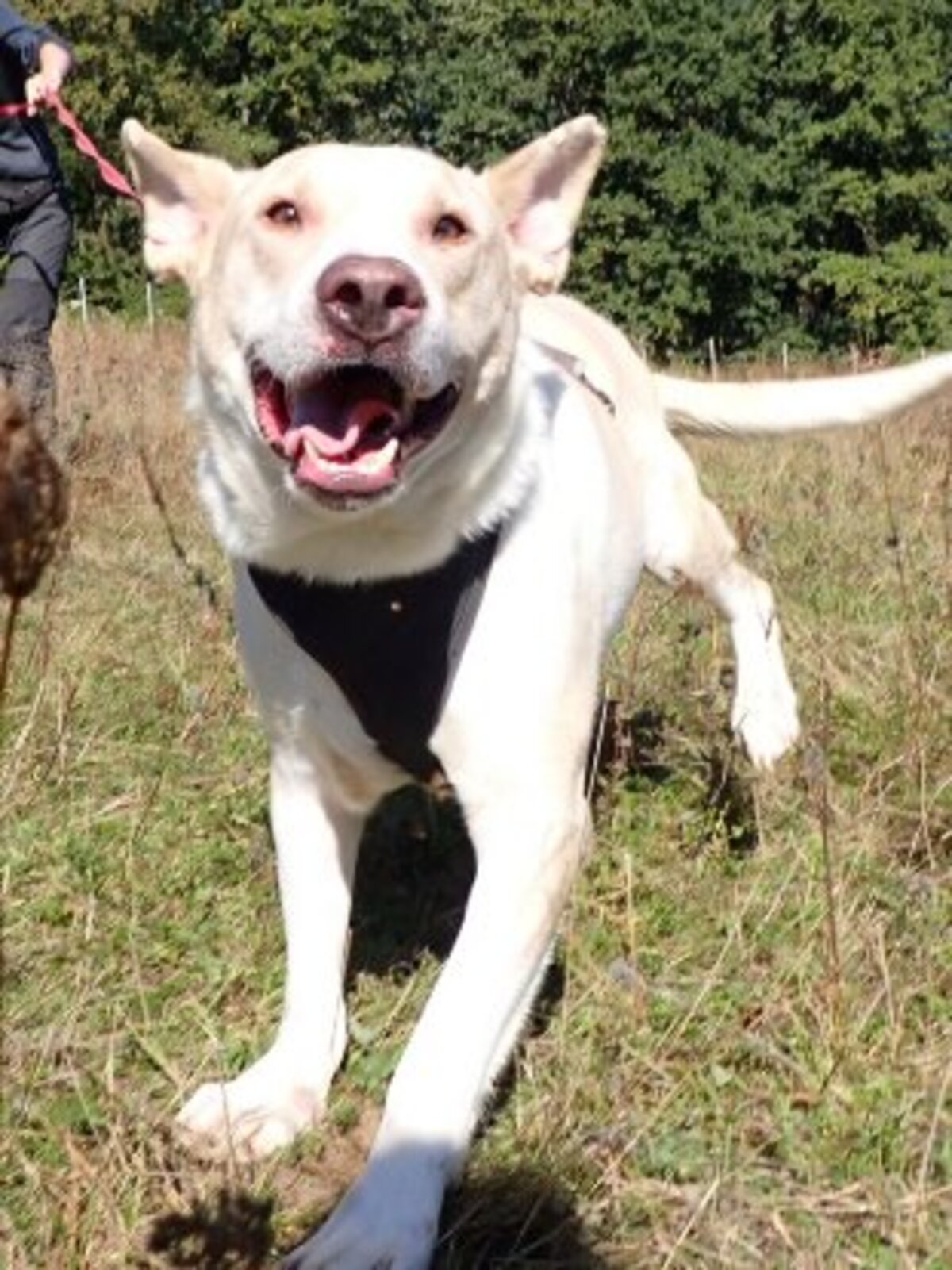 Adoption Baylan