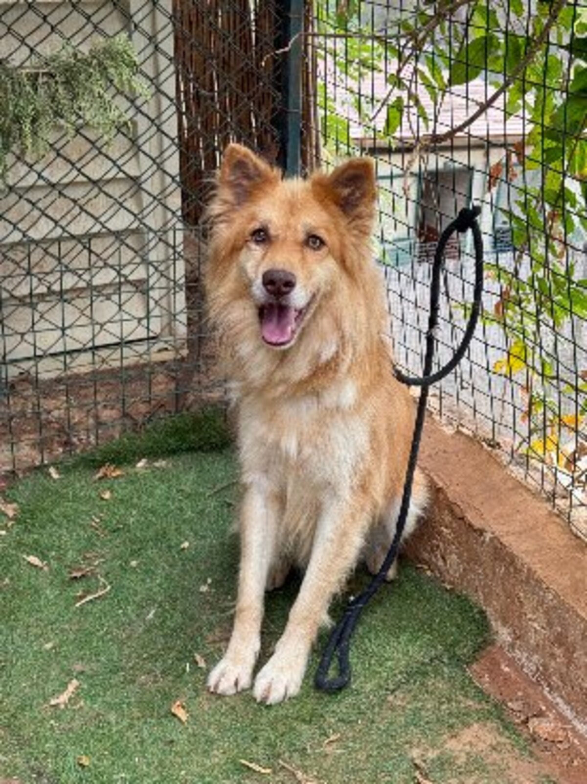 Adoption Beckett