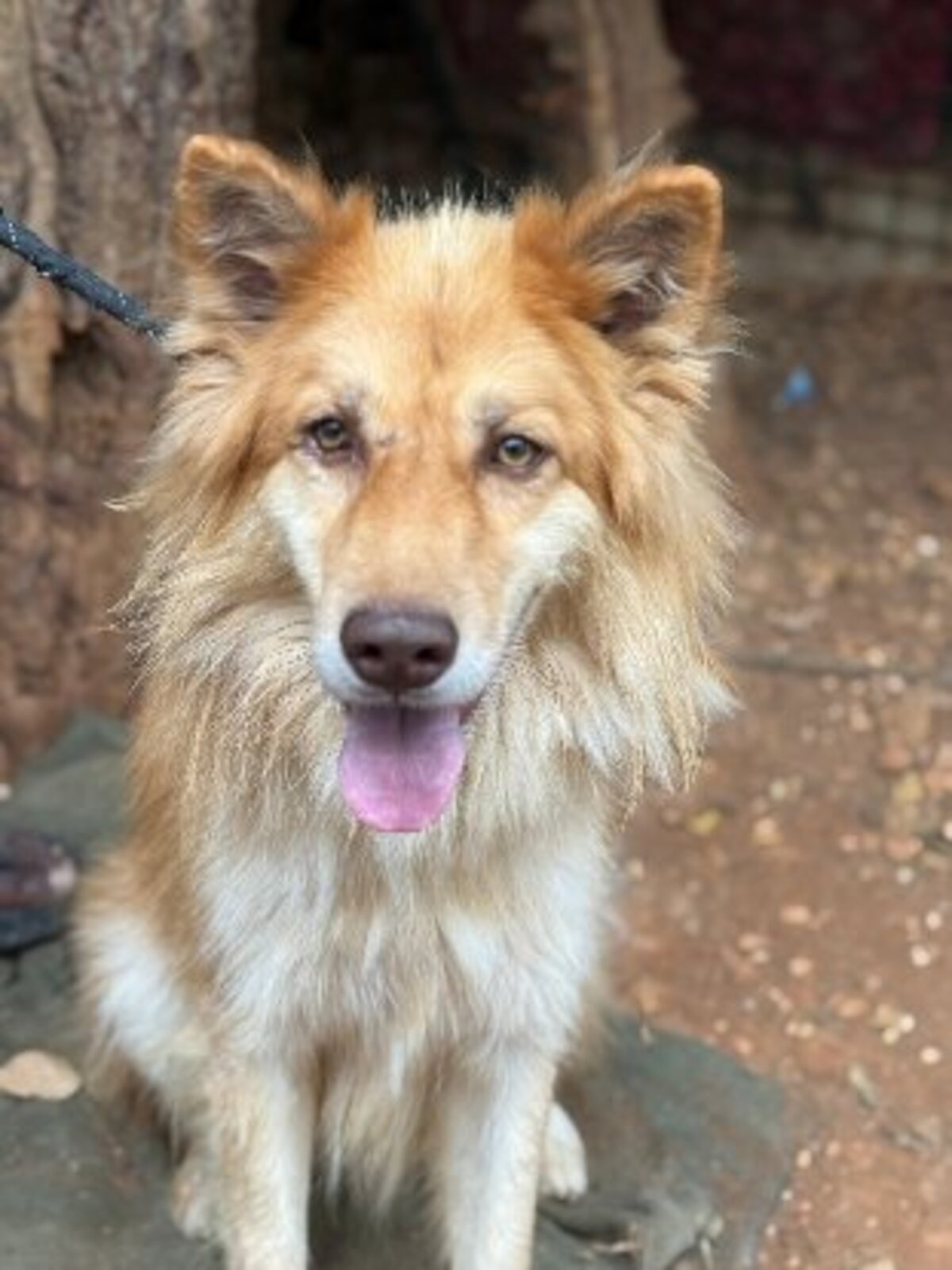 Adoption Beckett