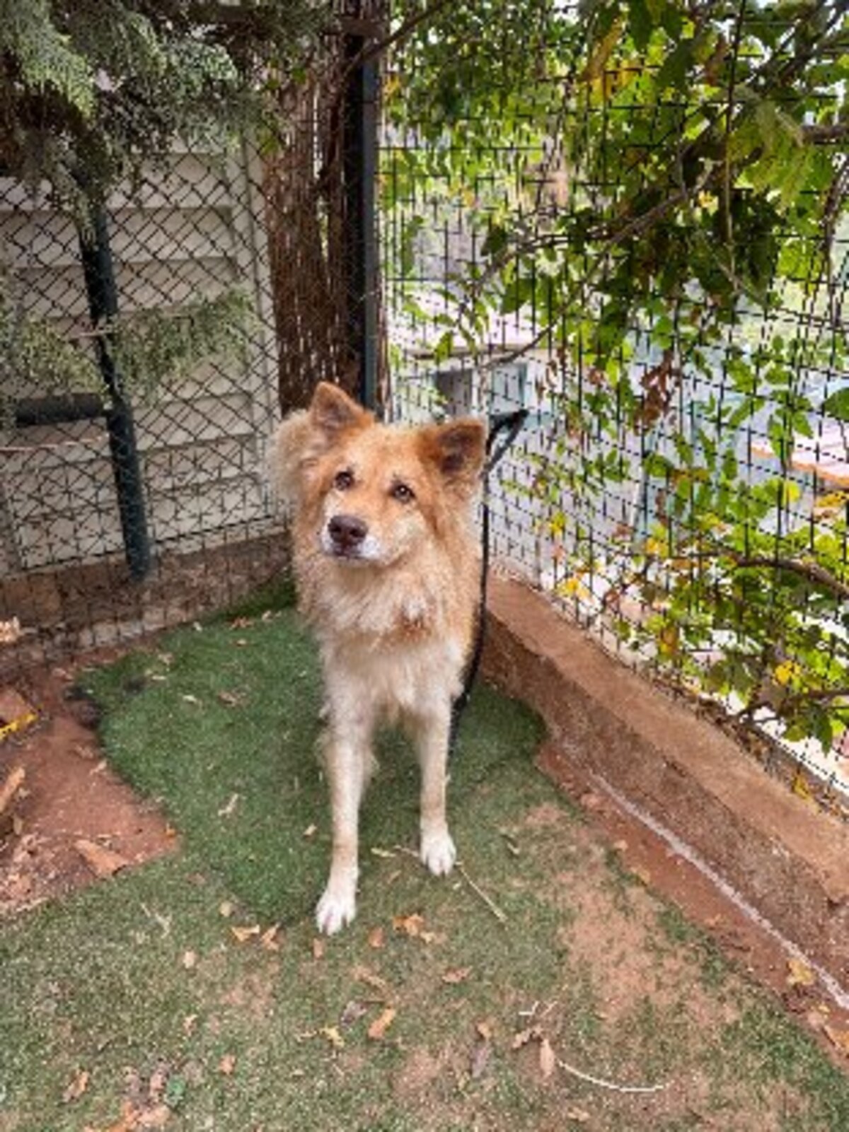 Adoption Beckett