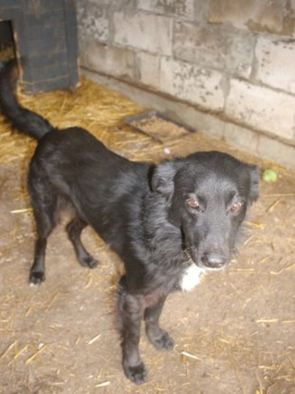 Adoption Bélino