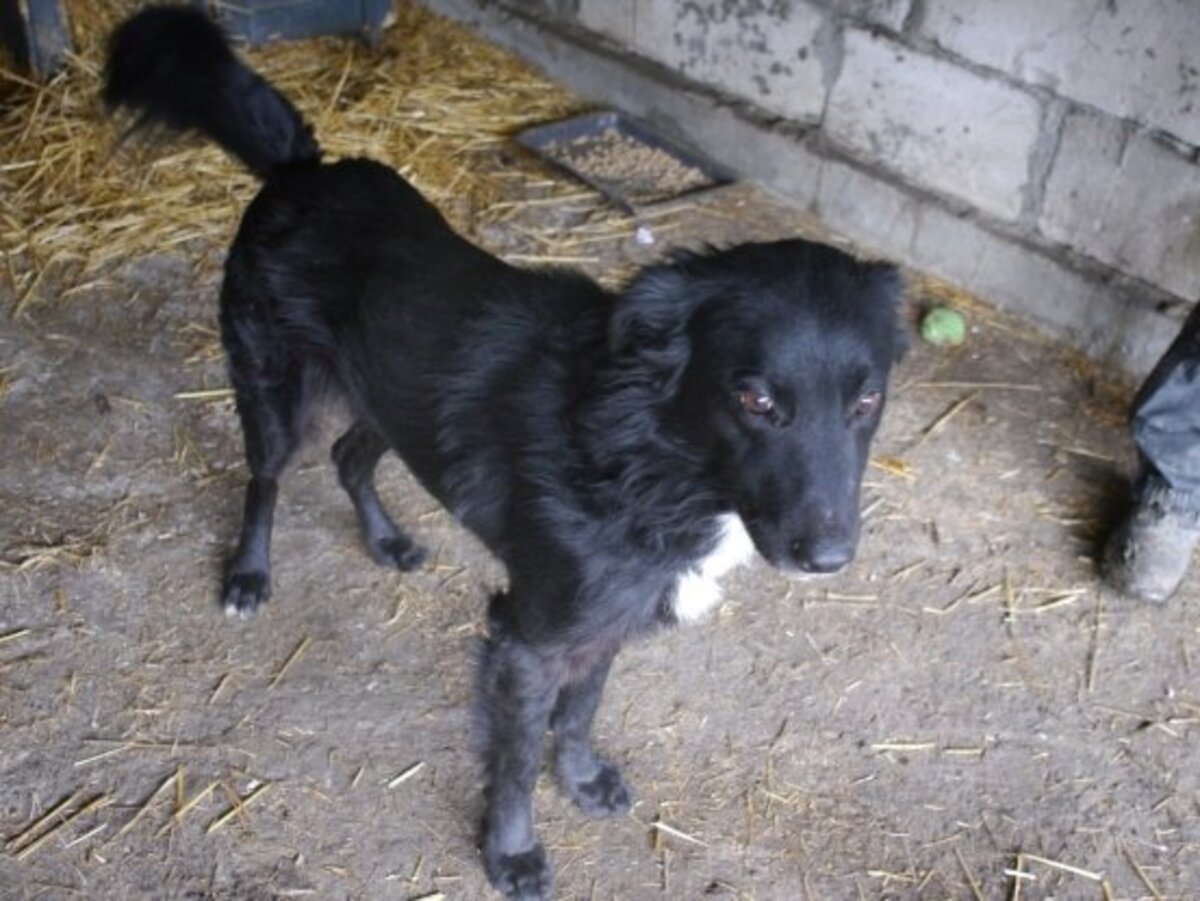 Adoption Bélino