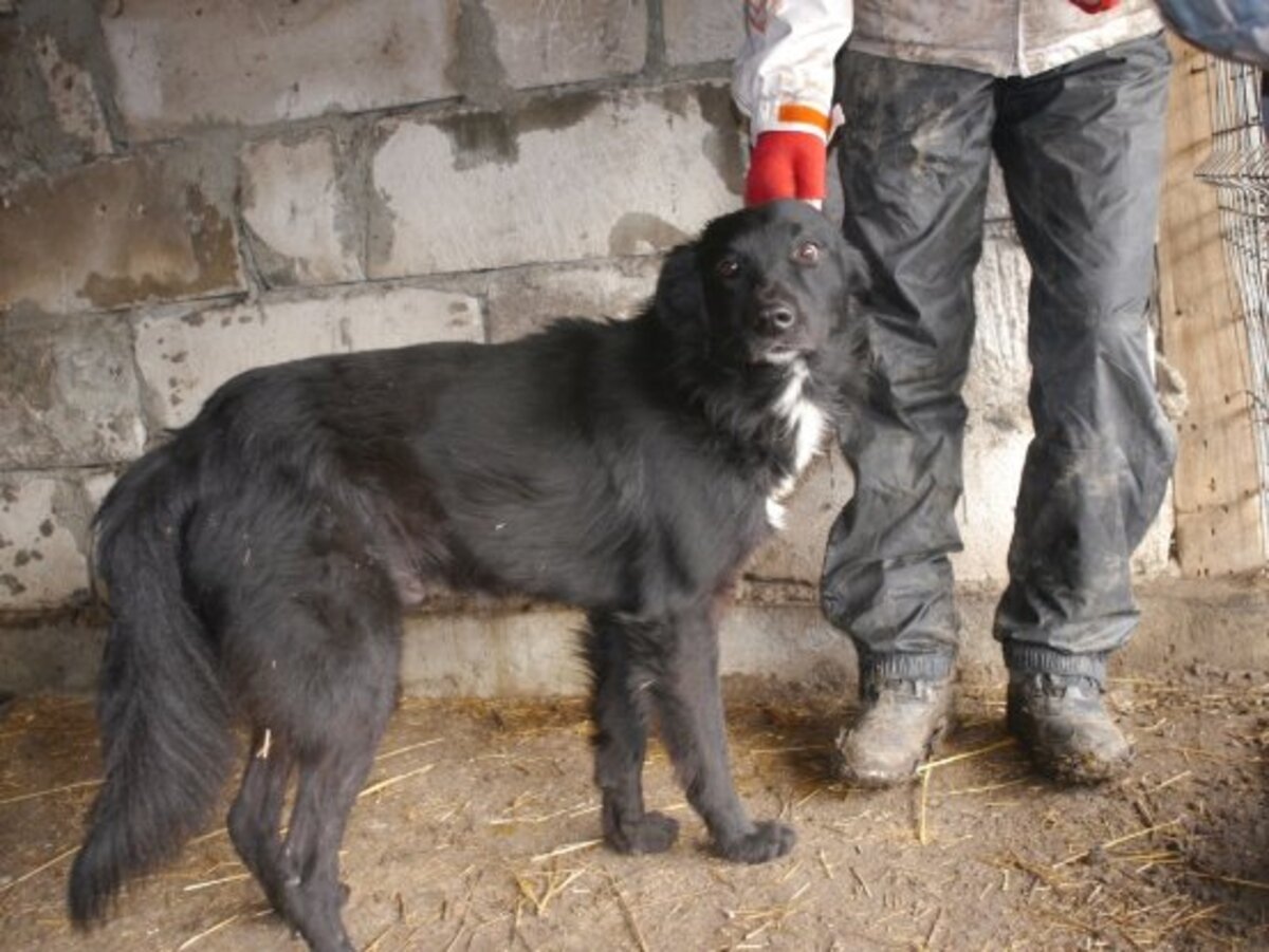 Adoption Bélino