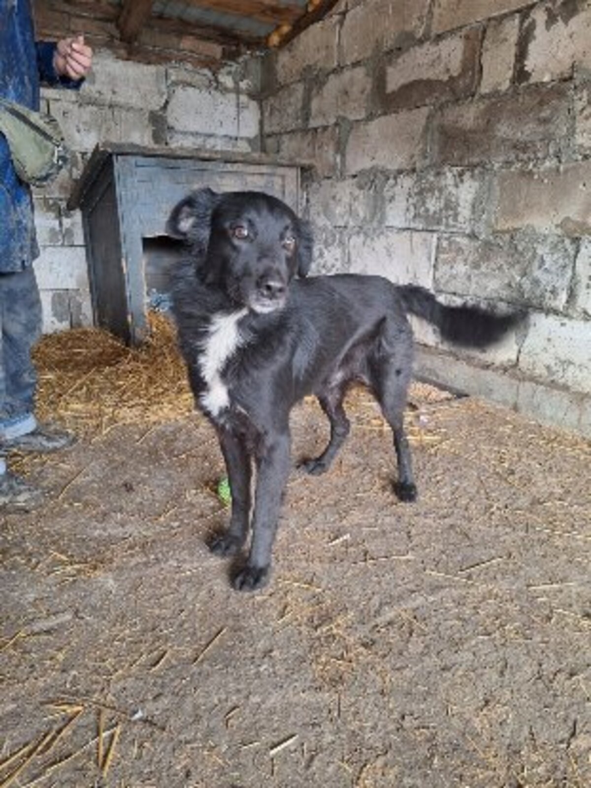 Adoption Bélino