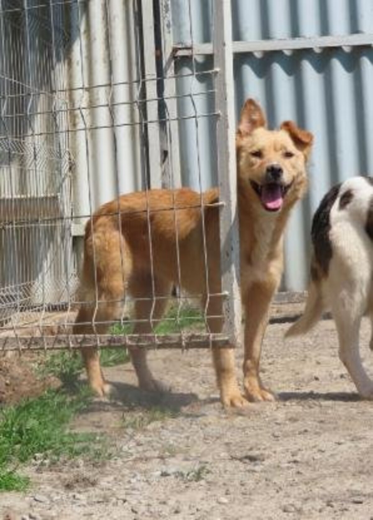 Adoption Belize