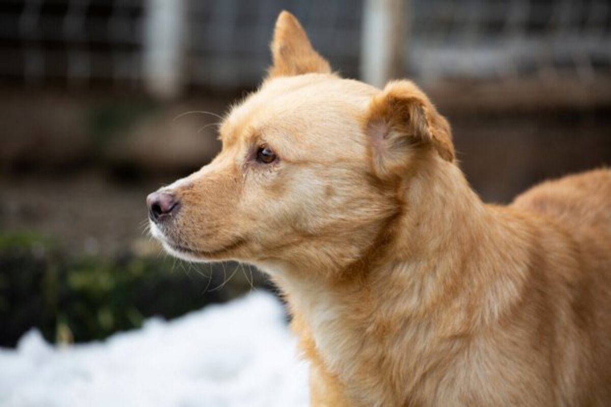 Adoption Belize