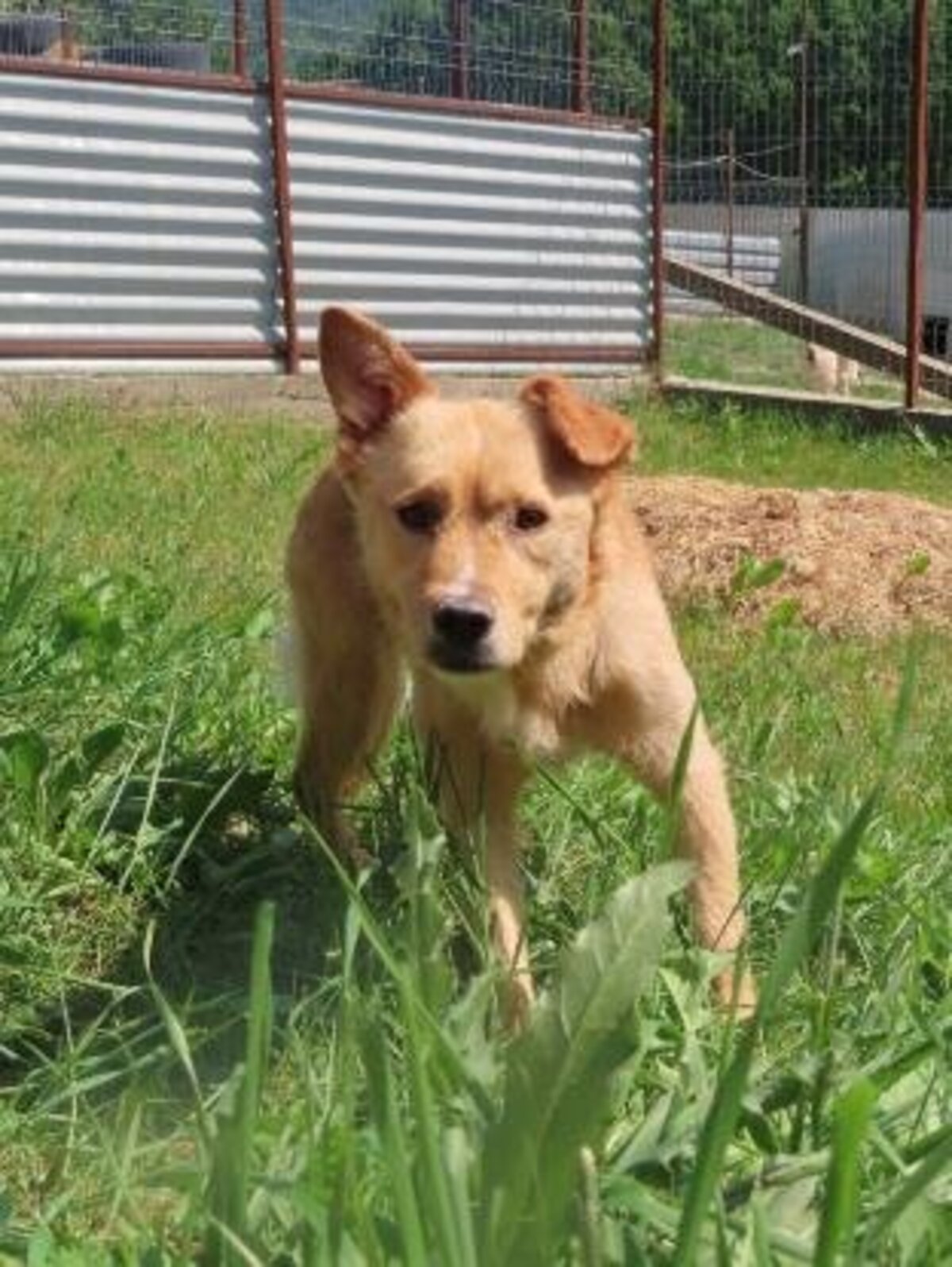 Adoption Belize