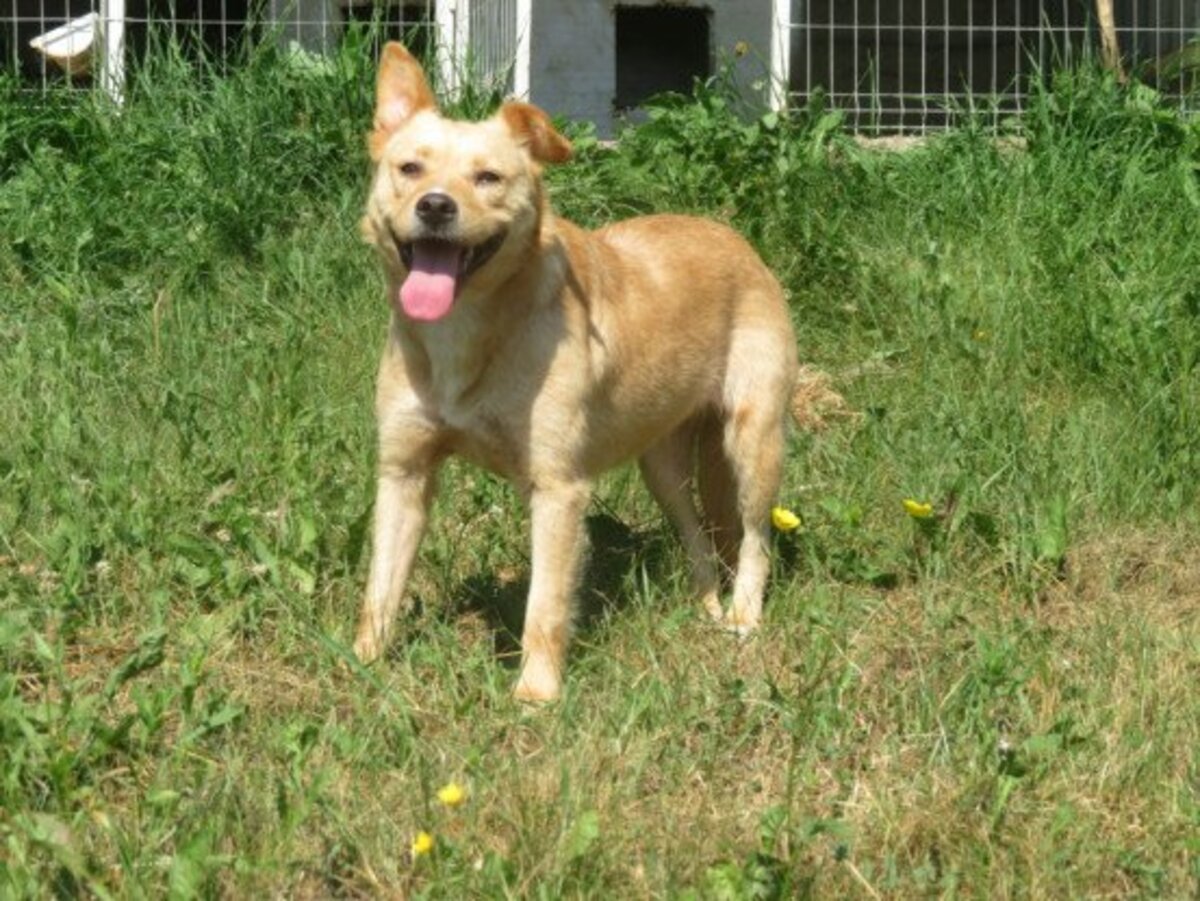 Adoption Belize