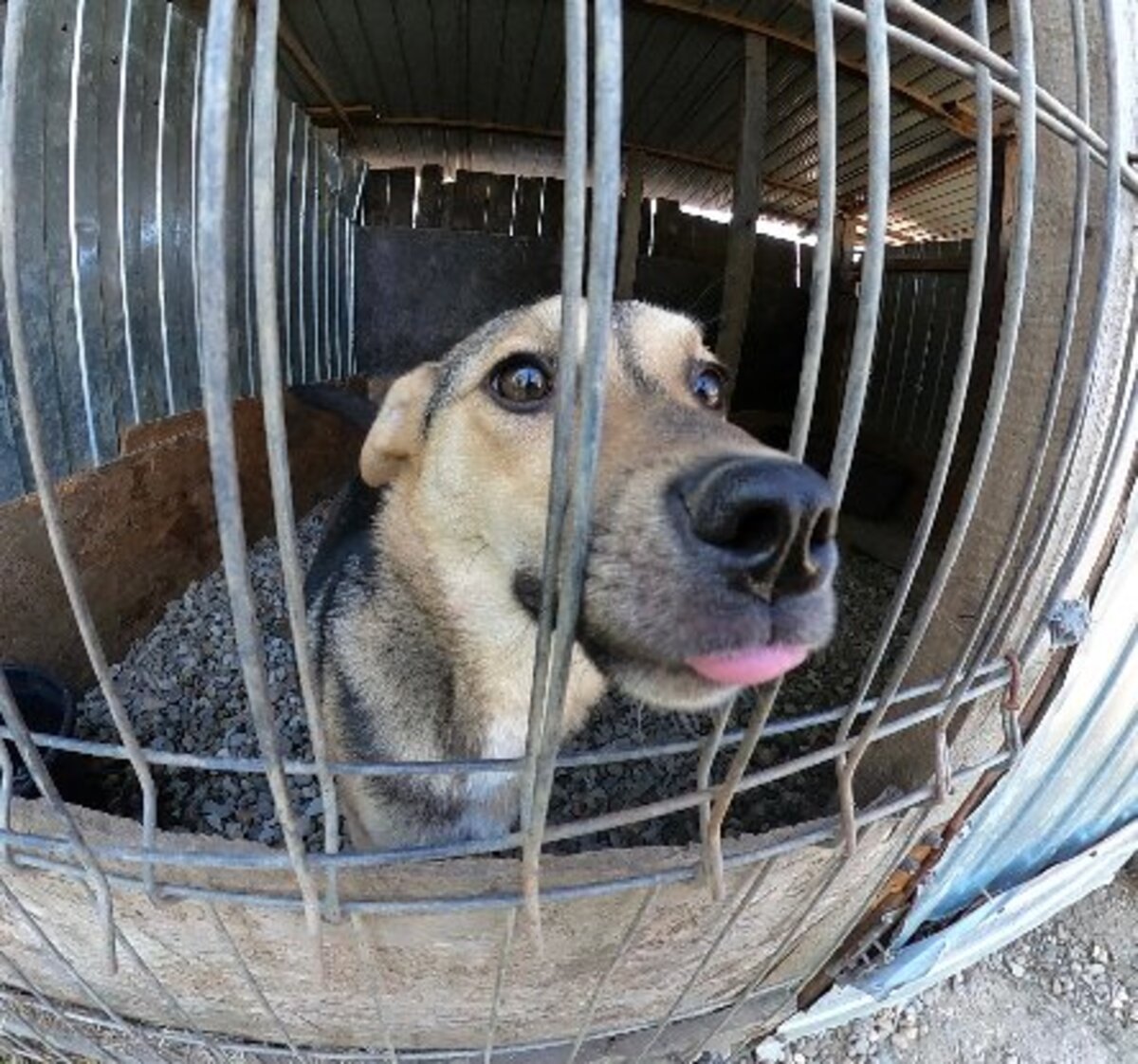 Adoption Bélize