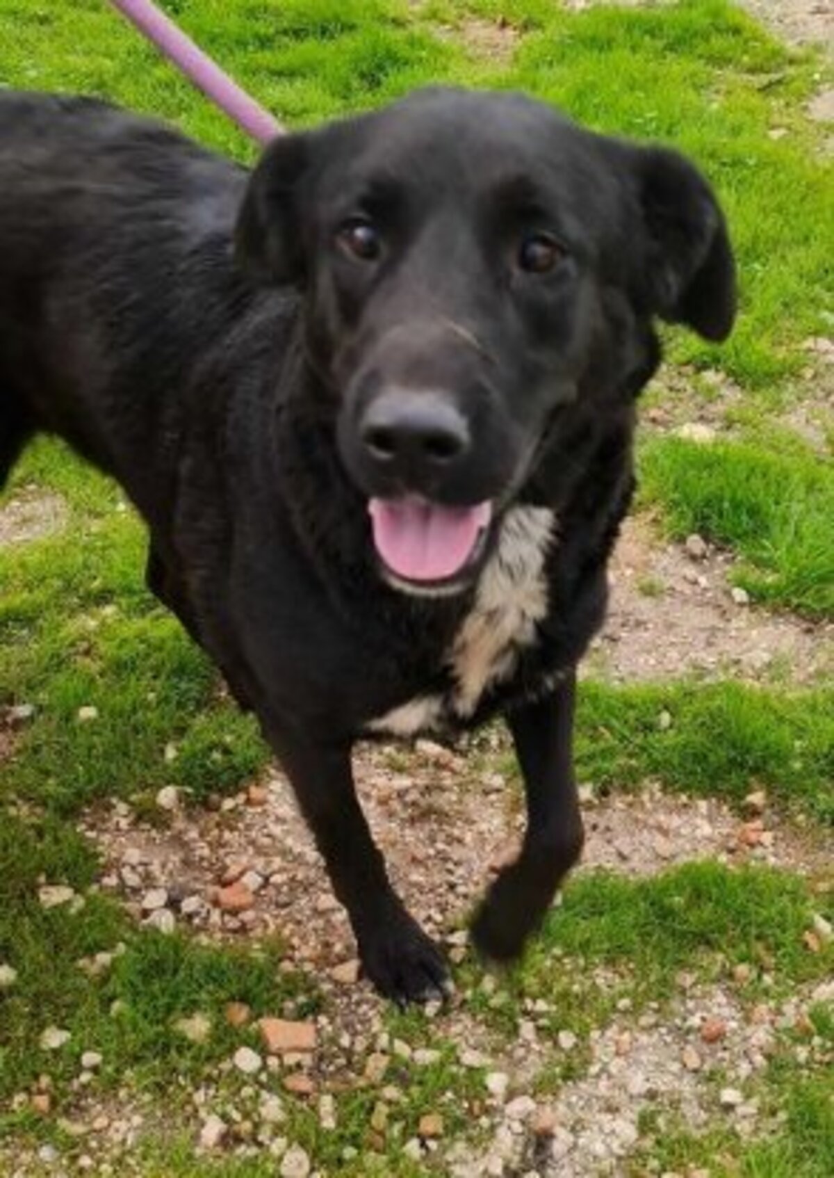 Adoption Bella