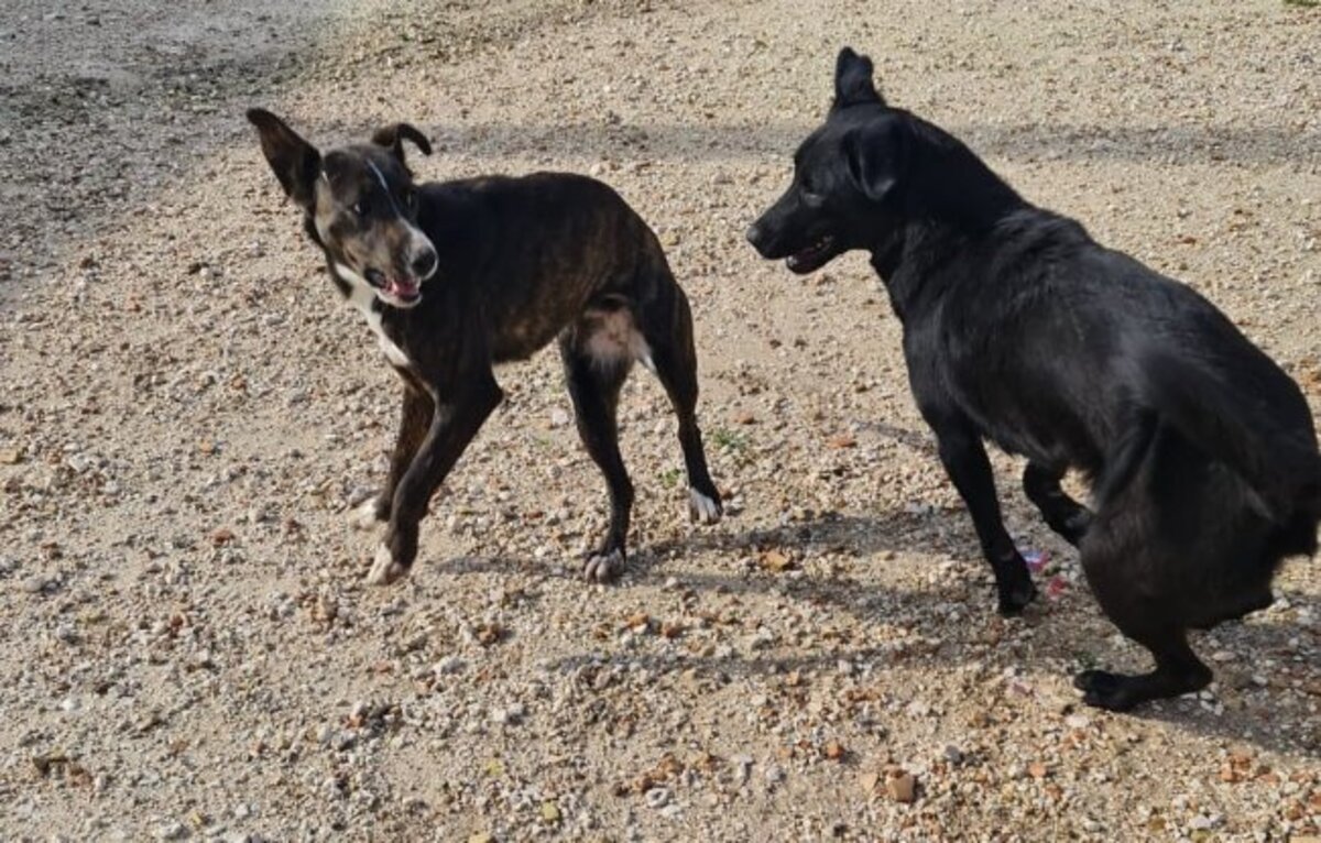 Adoption Bella