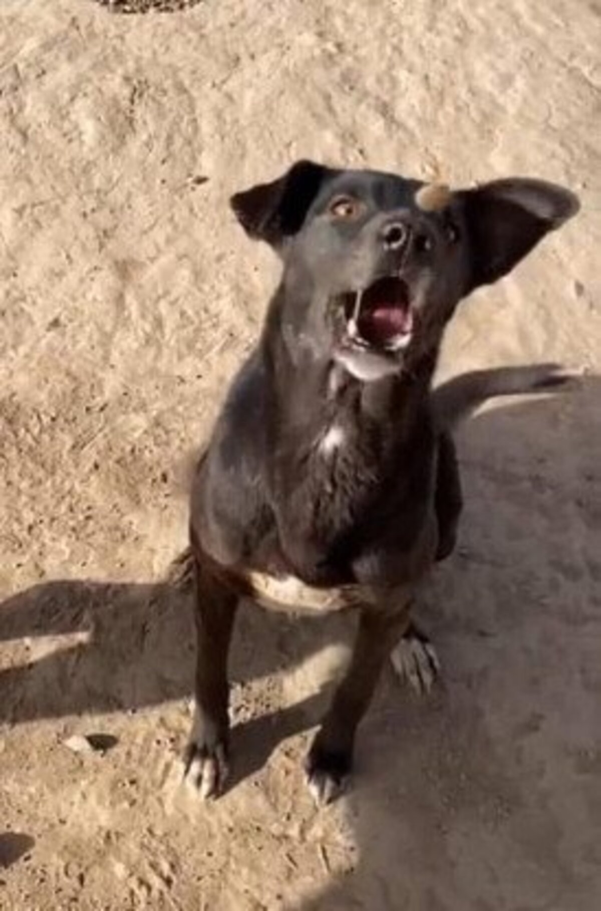 Adoption Bella