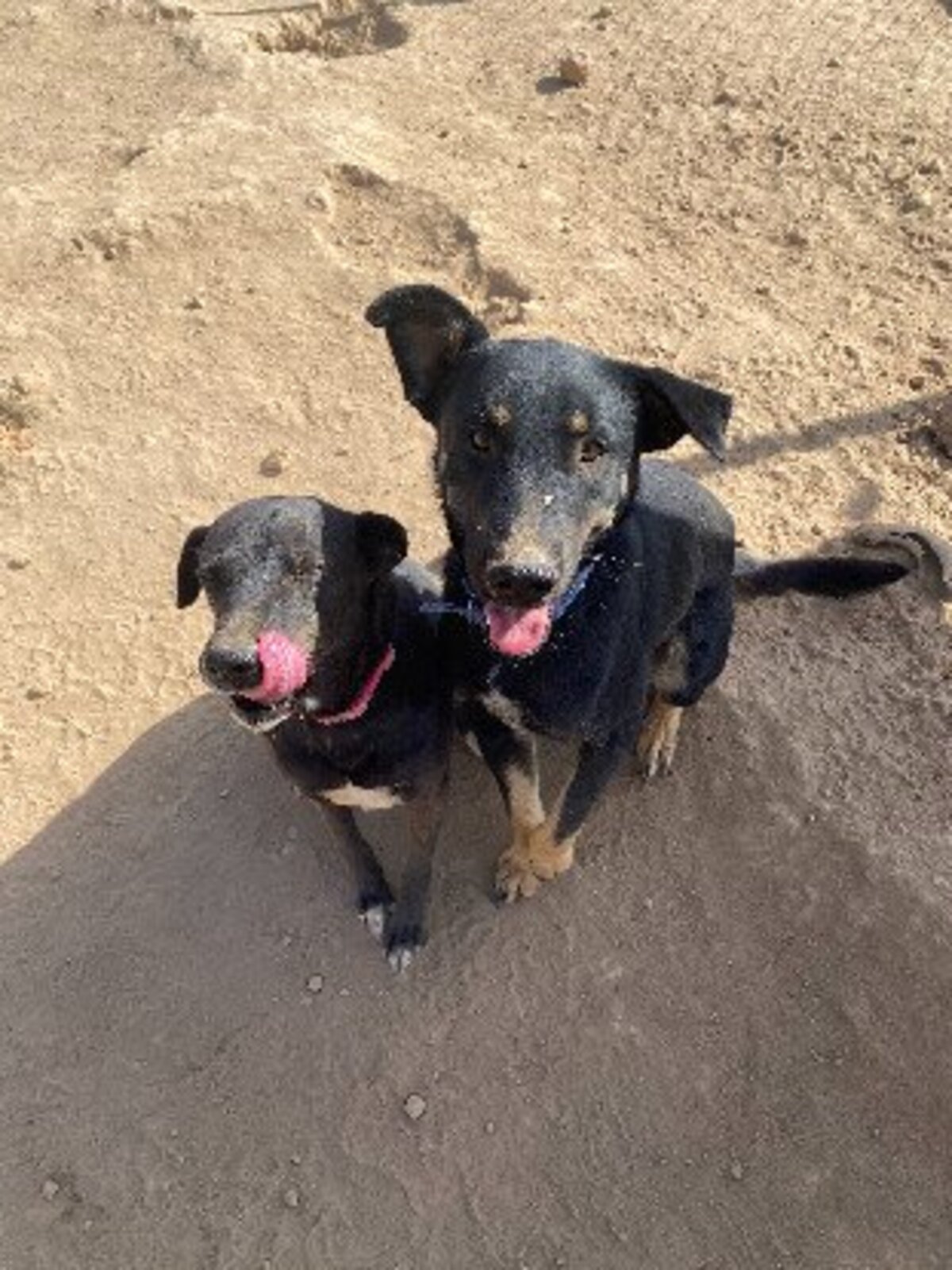 Adoption Bella