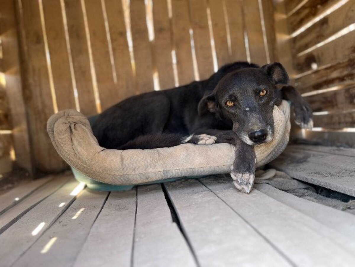 Adoption Bella
