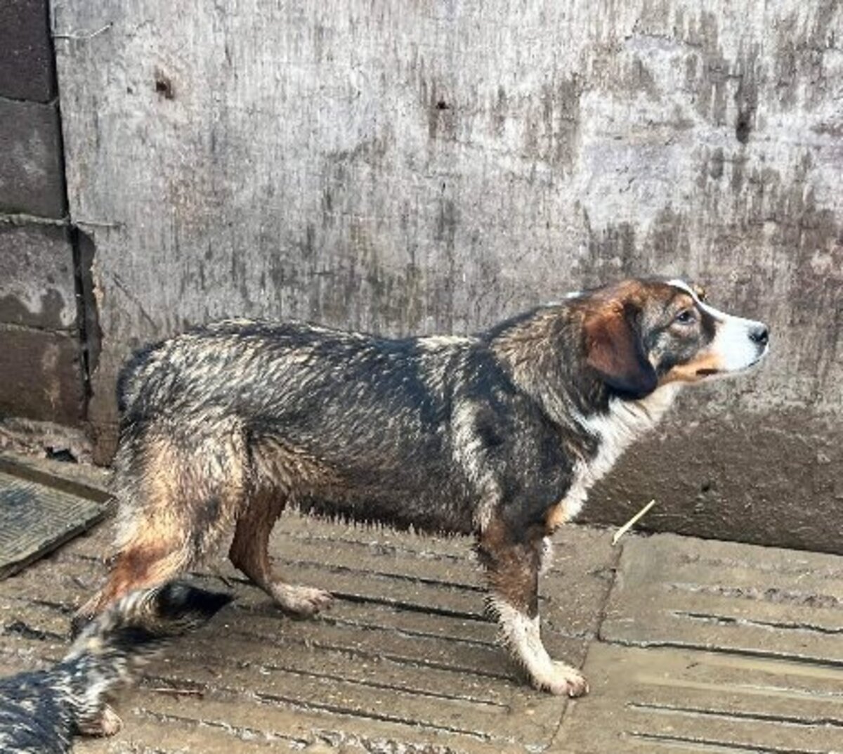 Adoption Belle