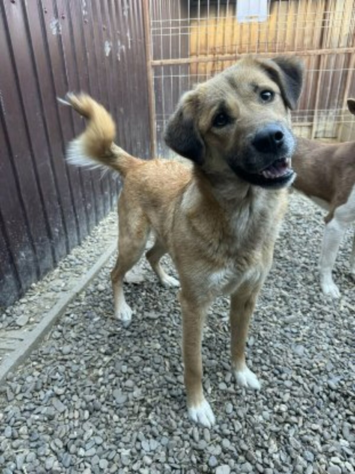 Adoption Belle