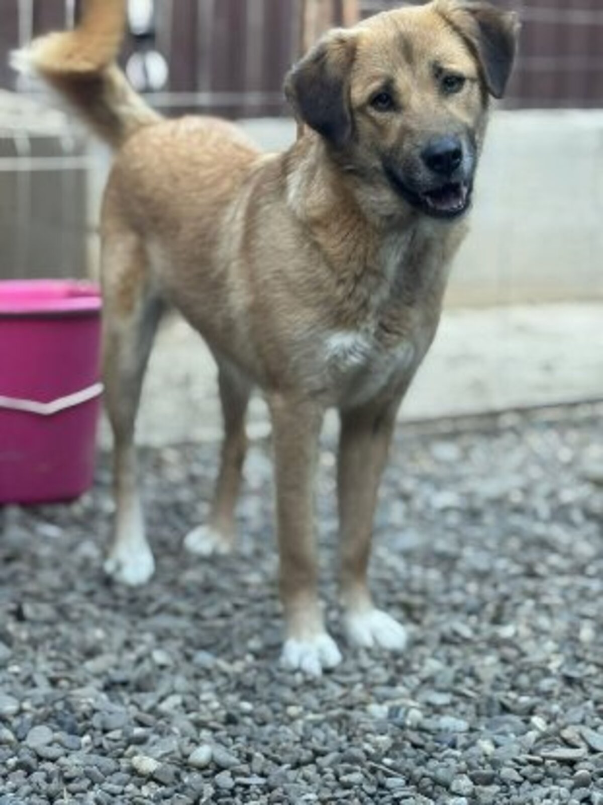 Adoption Belle