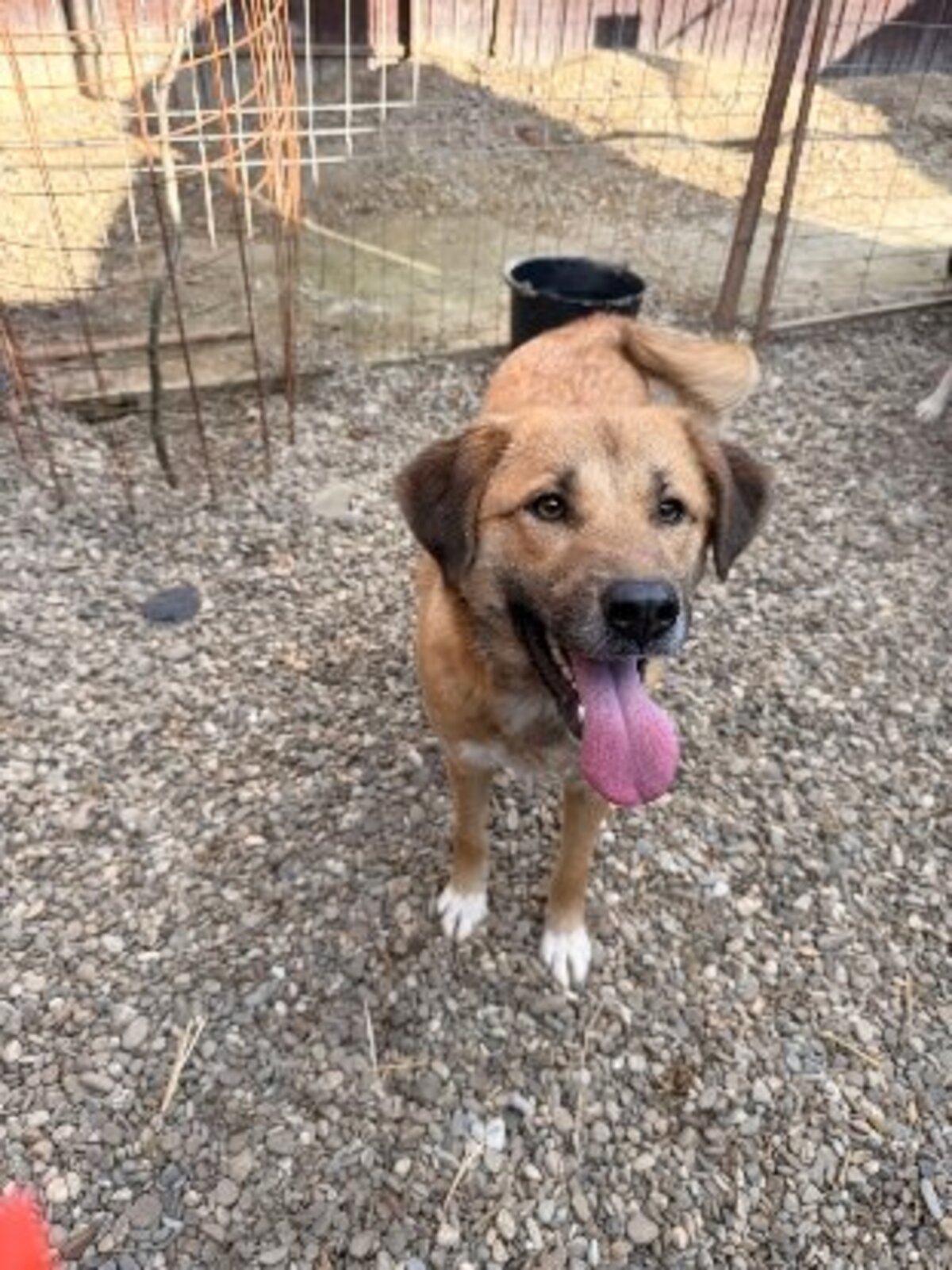 Adoption Belle