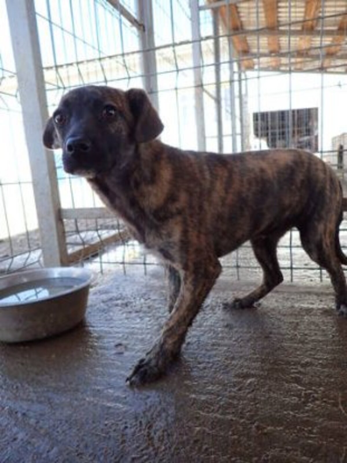 Adoption Belote