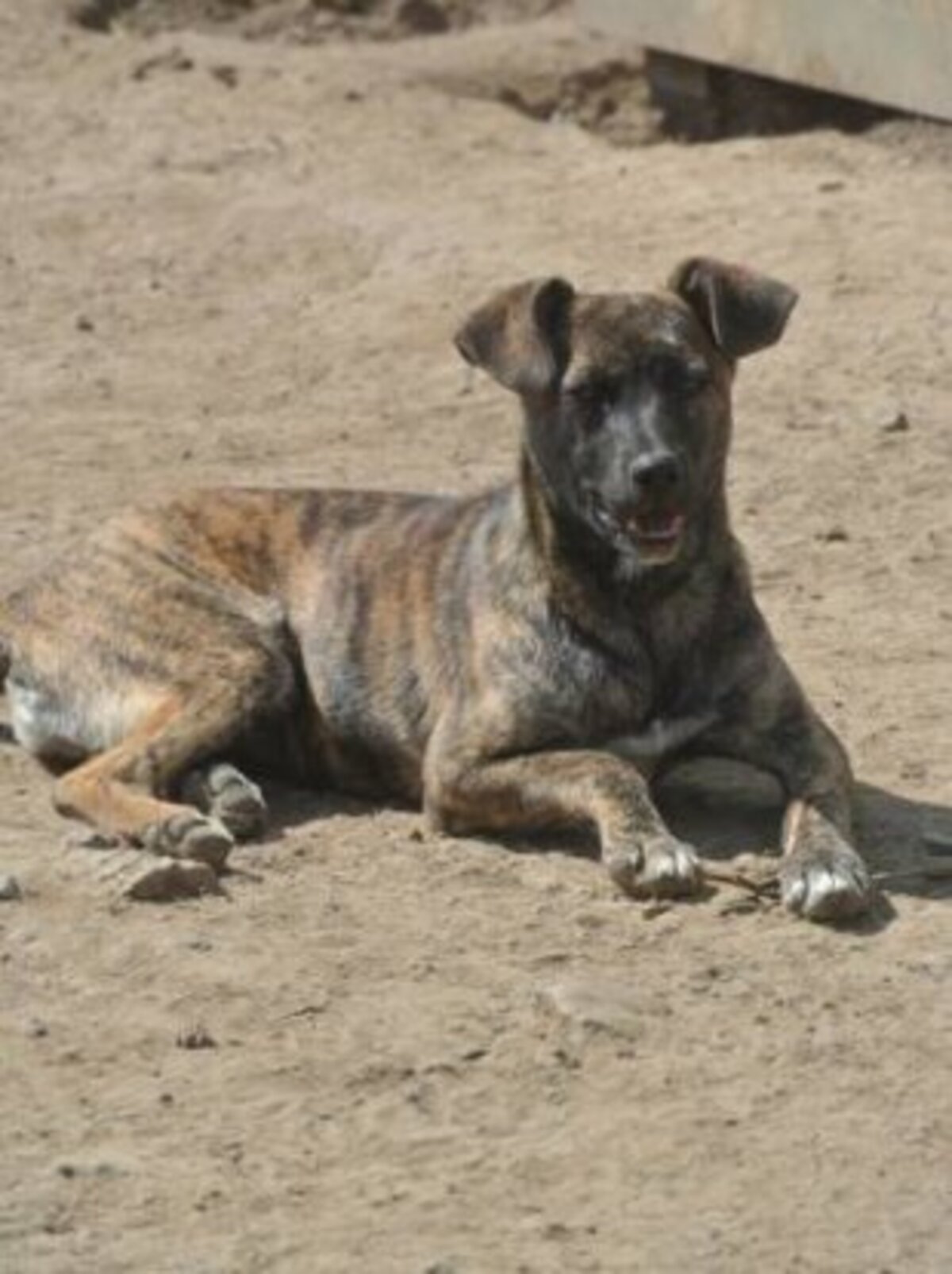 Adoption Belote