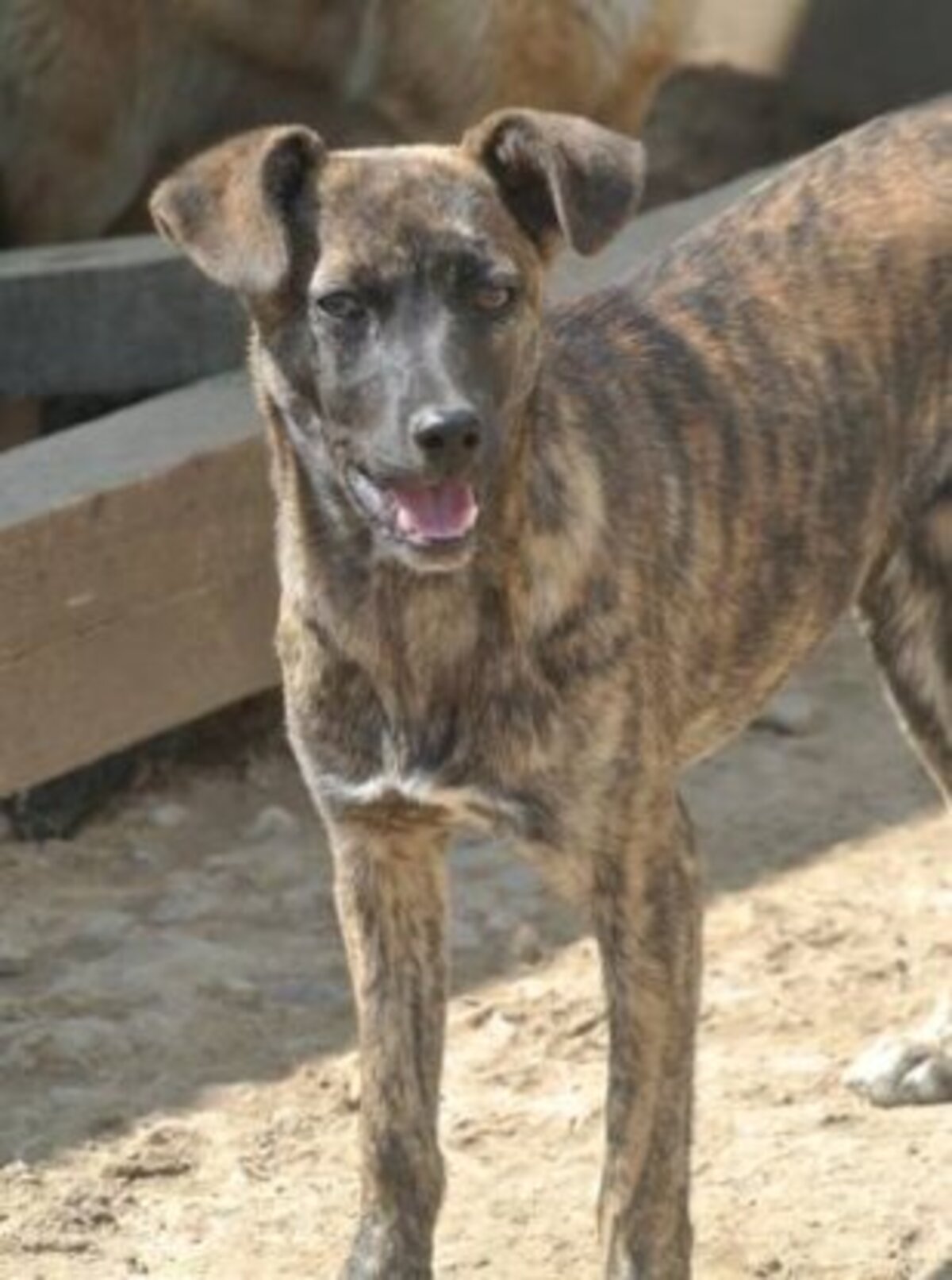 Adoption Belote