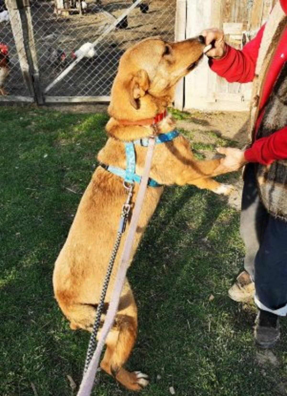 Adoption Beni