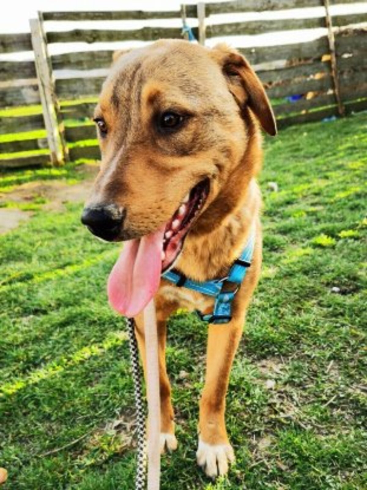 Adoption Beni