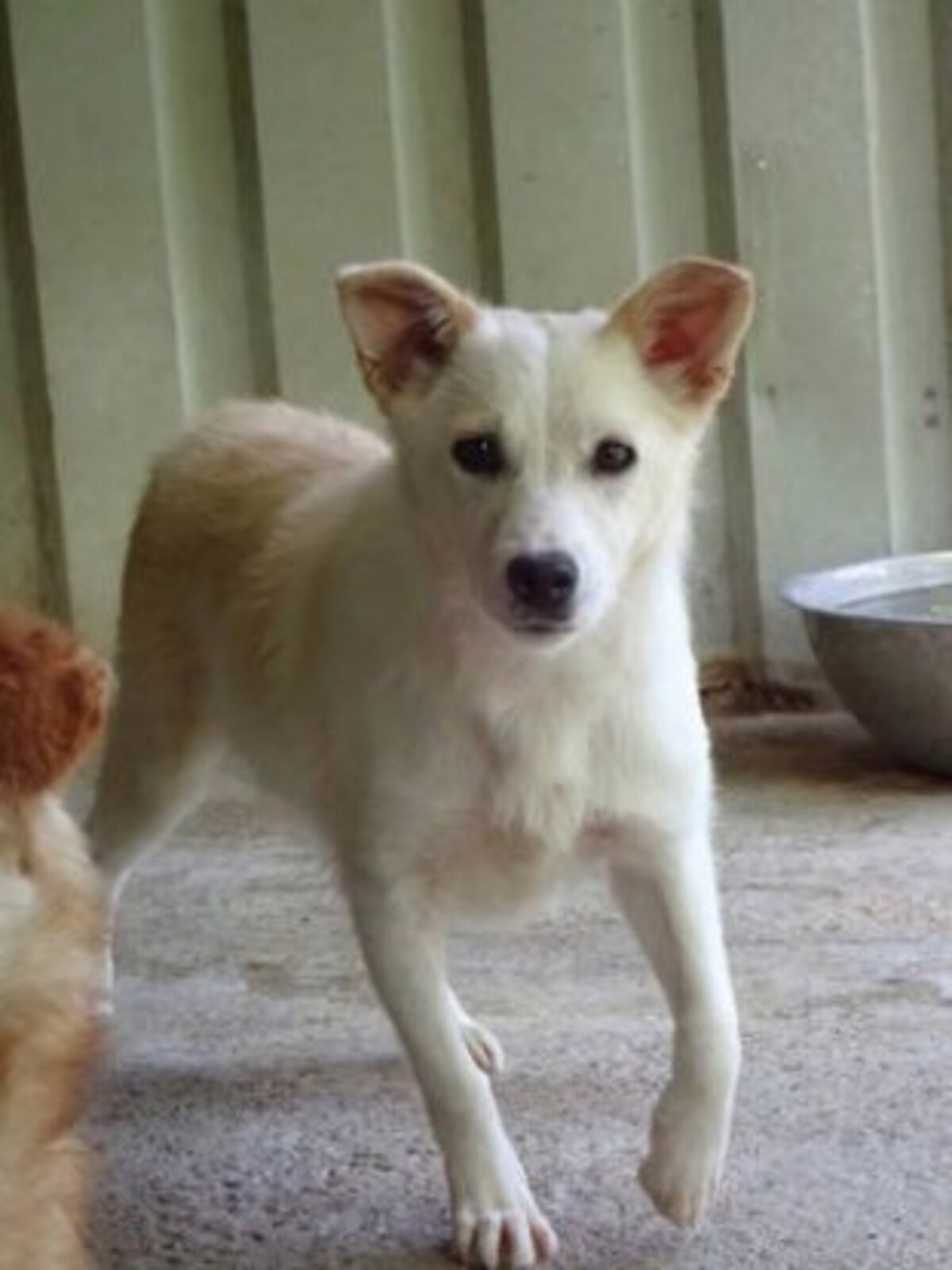 Adoption Beoca